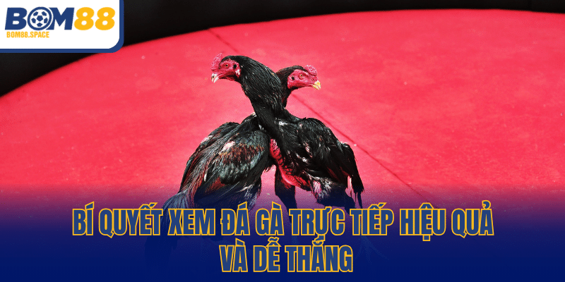 Bí quyết xem đá gà trực tiếp hiệu quả và dễ thắng