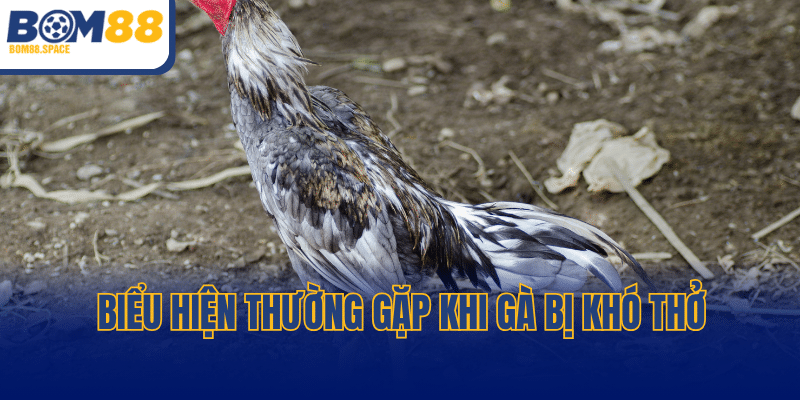 Biểu hiện thường gặp khi gà bị khó thở