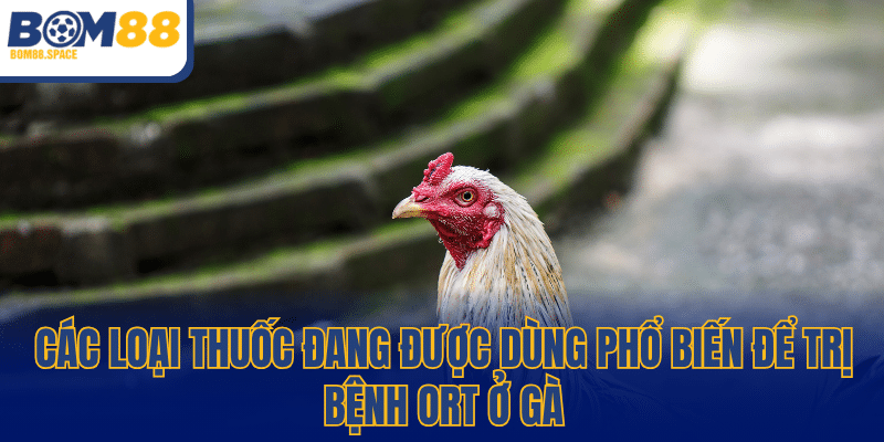 Các loại thuốc đang được dùng phổ biến để trị bệnh ORT ở gà