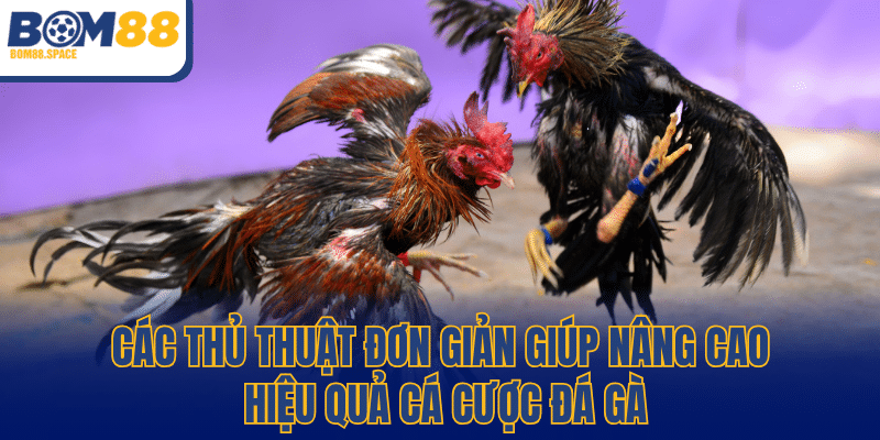 Các thủ thuật đơn giản giúp nâng cao hiệu quả cá cược đá gà