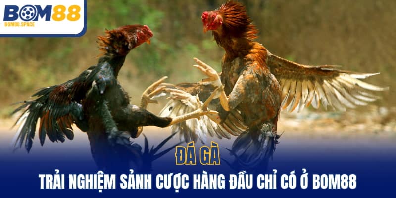 Tổng quan về sân chơi đá gà tại BOM88