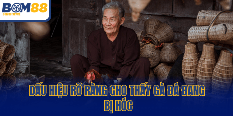 Dấu hiệu rõ ràng cho thấy gà đá đang bị hóc