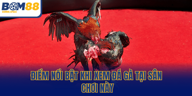 Điểm nổi bật khi xem đá gà tại sân chơi này
