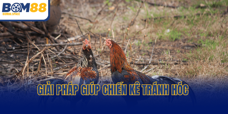 Giải pháp Cách Trị Gà Đá Bị Hóc giúp chiến kê