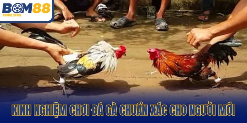 Kinh nghiệm chơi đá gà chuẩn xác cho người mới
