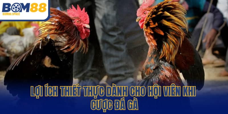 Lợi ích thiết thực dành cho hội viên khi cược đá gà
