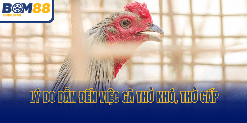 Lý do dẫn đến việc gà thở khó, thở gấp