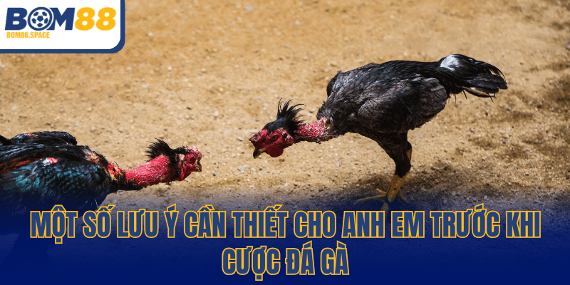Một số lưu ý cần thiết cho anh em trước khi cược đá gà