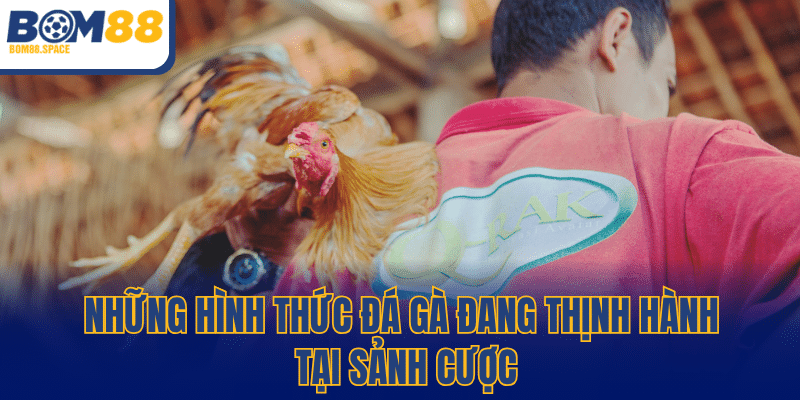 Những hình thức đá gà đang thịnh hành tại sảnh cược