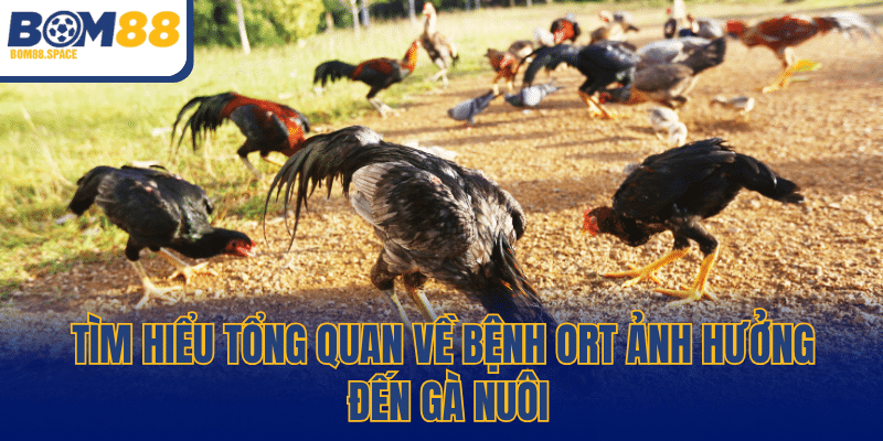 Tìm hiểu tổng quan về bệnh ORT ảnh hưởng đến gà nuôi