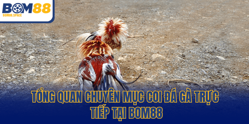 Tổng quan chuyên mục coi đá gà trực tiếp tại BOM88